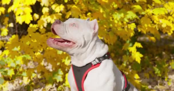 Adorabile cucciolo bullo americano con bellissimi occhi azzurri. Il cane che indossa l'imbracatura esegue obbedientemente il comando sit, per il quale riceve una ricompensa. — Video Stock