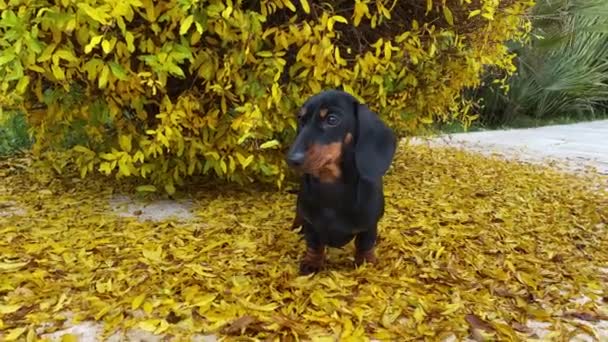 Dachshund negro se levanta sobre hojas amarillentas contra un exuberante arbusto — Vídeo de stock