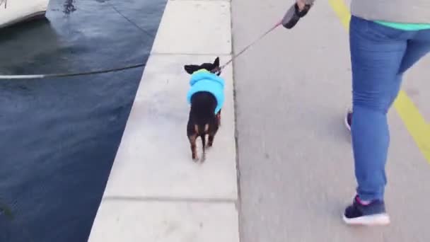 Mujer camina vestida dachshund en la acera en el puerto de la ciudad — Vídeo de stock