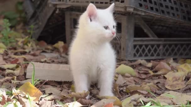Chudák chlupaté bílé kotě bez domova sedí mezi spadlými listy na skládce a mňouká, pohled zepředu. Roztomilá kočička hledá a volá své matce. Hladový tulák žádá o jídlo.. — Stock video