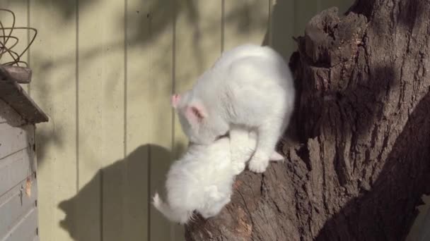 Roztomilé bílé nadýchané kotě pije mléko z mateřské kočky, sedící na pahýlu. Zbloudilá kočka se zraněným uchem olizuje své mládě při krmení, slunečný den. Bezdomovci potřebují pomoc a záchranu. — Stock video
