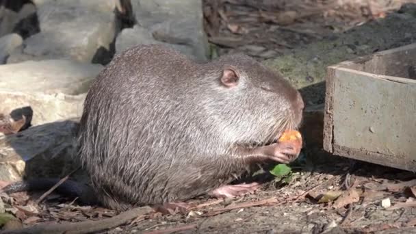 Funny nutria eats piece of fresh carrot near wooden feeder in captivity of the zoo, side view. Semi-aquatic rodent eats, illuminated by rays of the sun in national reserve. — Stock Video