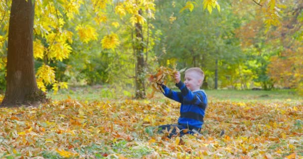 Blond boy sits on grass playing with golden leaves in park — Stock Video