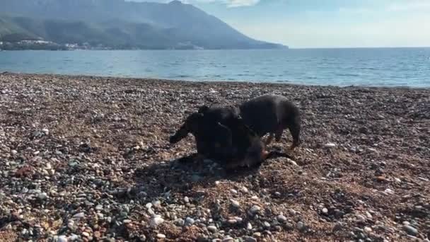 アドリア海の砂浜で遊ぶ黒いダックスフント犬 — ストック動画