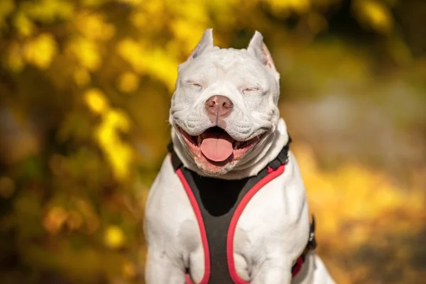 Lindo cachorro bravucón americano en arnés obedientemente se sienta y sonríe, entrecerrando los ojos de la cálida luz del sol brillante durante agradable paseo en hermoso parque de otoño, follaje caído y amarillento está alrededor — Foto de Stock