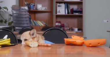 Yaramaz Welsh corgi Pembroke ya da hırka köpeği masada insan tarafından bırakılmış sosis buldu ve şimdi yemek niyetine onu yalıyor. Pet sahibinin yemeğini çalacak.