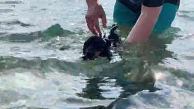 Sahibi ya da eğitmeni sevimli dachshund köpeğine açık havuzda yüzmeyi öğretiyor. Köpek pençeleriyle kürek çekerken insan onu karnının altında tutar, sonra köpeği serbest bırakır ve kendi başına kıyıya yüzer..