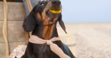 Göz bandıyla siyah dachshund altın paranın tadını almaya çalışır.
