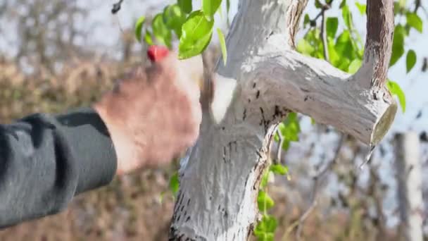 A pessoa firmemente pinta sobre um tronco de árvore torto com ramos serrados com visco apagado, preparando árvores no jardim para invernar e proteger de pragas e influências ambientais perigosas, close-up. — Vídeo de Stock