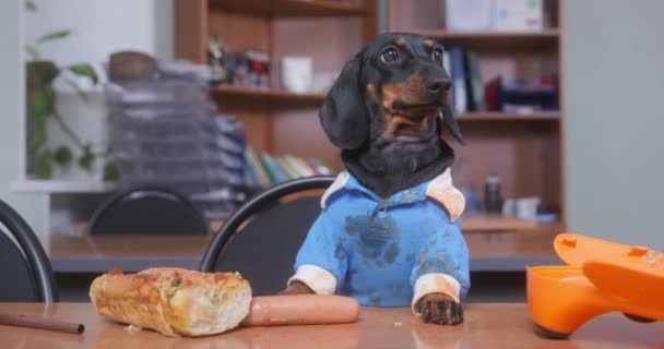 O filhote de cachorro impudente do dachshund pôs suas patas na mesa e quis comer ingredientes para o cachorro-quente, que o ser humano deixou desacompanhado, mas o proprietário pegou o animal de estimação e o afastou — Vídeo de Stock