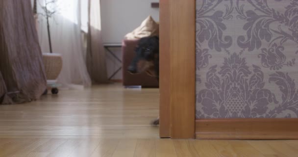 Søte, aktive dachsundhunder i grønn T-skjorte ser ut i døråpningen, slikker leppene, bjeffer og lystig gjemmer seg rundt hjørnet. Velfødd og fornøyd kjæledyr lager rot hjemme. – stockvideo