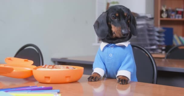 인간은 사무실 탁자 위에 음식이 놓인 상자를 열어 놓았다. 파란 폴로 셔츠를 입은 강아지는 주인 이 다른 사람에게 짖을 경우 점심을 지키고 있다. — 비디오