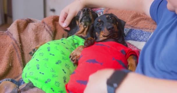 Zwei dicke Dackelhunde in heimischen T-Shirts haben zu viel gefressen, liegen auf dem Sofa und können sich nicht bewegen, und Besitzer tätscheln Haustieren auf den Bauch. Ungesunder Lebensstil ist gefährlich — Stockvideo