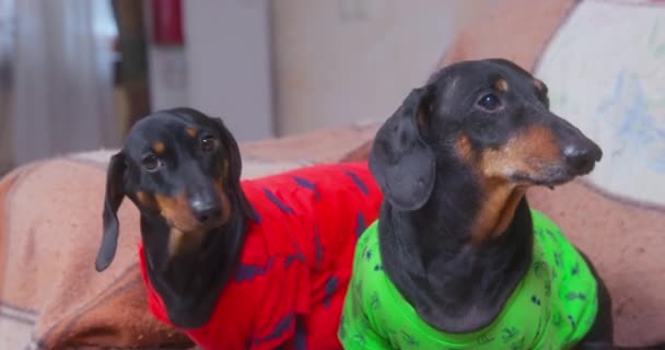 Δύο ενεργά σκυλιά dachshund σε πολύχρωμα t-shirts υπομονετικά κάθονται σε καναπέ που καλύπτεται με μάλλινη κουβέρτα, και περιμένετε για την εντολή από τον ιδιοκτήτη, στη συνέχεια, τρέξτε γρήγορα στο κάλεσμα, μπροστινή άποψη — Αρχείο Βίντεο