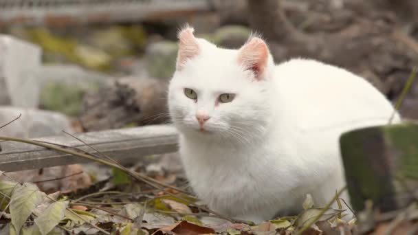 White stray cat with unusual shape of ears turned outwards sits among fallen leaves outdoor, and looks around, frowning from the cold. Homeless animals need help and rescue. — Stock Video