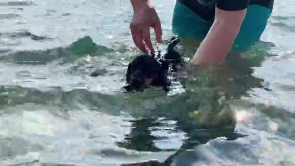 주인이나 조련사는 귀여운 다크 다운 강아지에게 탁트인 연못에서 수영하라고 가르친다. 발 로노를 저어서 애완 동물을 배 밑에 안고 있다가 개를 풀어놓고 스스로 해변으로 헤엄쳐가는 사람도 있다. — 비디오