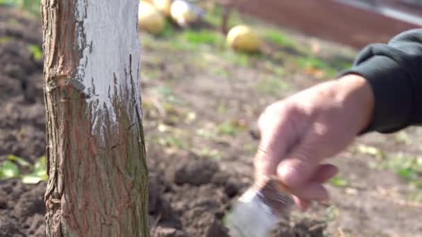 Person täcker stammen av ett litet träd med kalk från jordbruket vid basen för att skydda bark från skadedjur och negativa effekter av miljön, med hjälp av en pensel, närbild. Ekologiska problem. — Stockvideo