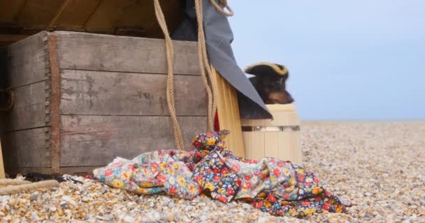 黒dachshund服を着た海賊はビーチで古いラグの近くを実行します — ストック動画