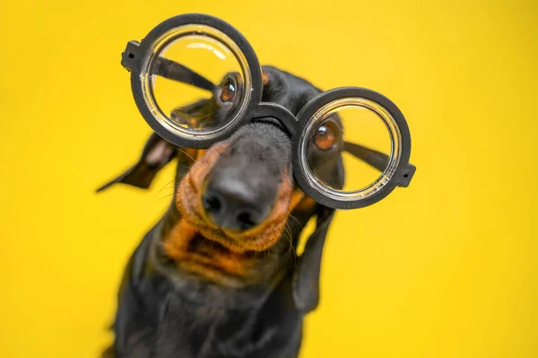 Portrait of funny dachshund puppy with silly look, who wears old-fashioned glasses for vision correction with round thick lenses, yellow background, copy space. — Stock Photo, Image