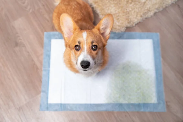 Cute Welsh corgi Pembroke or cardigan dog with a guilty look, because he could not wait for a walk and pissed on diaper at home, top view. Methods of gradually accustoming puppy to the toilet.
