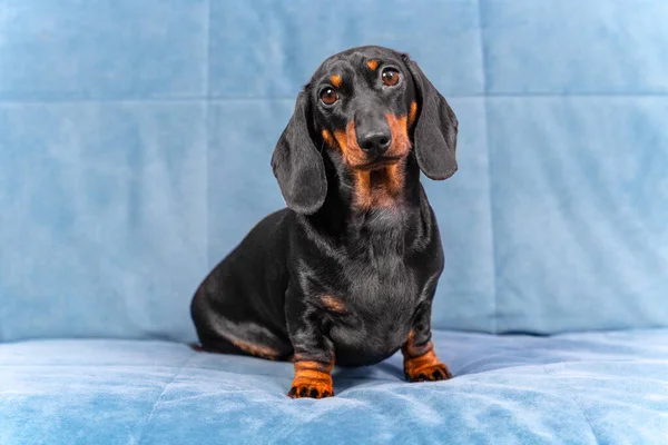 재미있는 다크 다운 강아지 가순 조롭게 청록색 소파에 앉아 고개를 약간 기울이고 정면을 바라보며 광고 문구를 복사할 자리를 잡는다. 멋진 애완 동물 포즈 — 스톡 사진