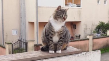 Şaşı gözlü sevimli şişman tekir kedi dışarıdaki ahşap bir bankta oturuyor ve etrafa bakıyor. Hayvan ya evsiz kaldı ya da yürüyüşe çıktı. Sağlık sorunları olan evcil hayvanlar.