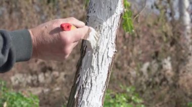 Ağaç kabuklarının üzerini dikkatlice kireçle boyarlar, çalıları kullanır, bahçedeki ağaçları zararlı çevresel etkilerden ve zararlı zararlardan korur..