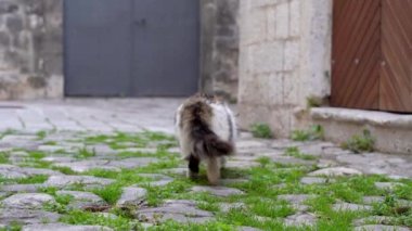 Yalnız kedi kasabada kaldırım taşı yolunda yiyecek arıyor.