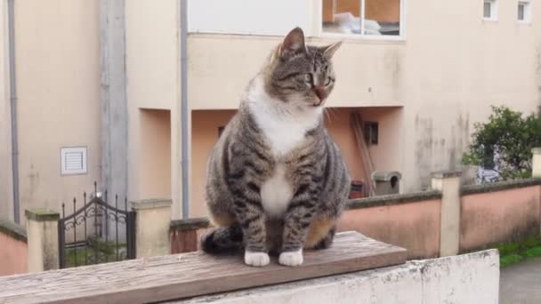 Cute fat tabby kot z krzyżykiem oczy siedzi na drewnianej ławce na zewnątrz i rozgląda się, widok z przodu. Zwierzę jest bezdomne albo wychodzi na spacer. Zwierzęta z problemami zdrowotnymi. — Wideo stockowe