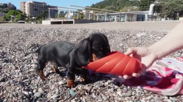 Encantador cachorro dachshund bebe agua de un recipiente especial de silicona para mascotas, propietario sosteniéndolo. El perro estaba cansado y sin aliento durante un paseo activo por la playa en un día caluroso. — Vídeo de stock