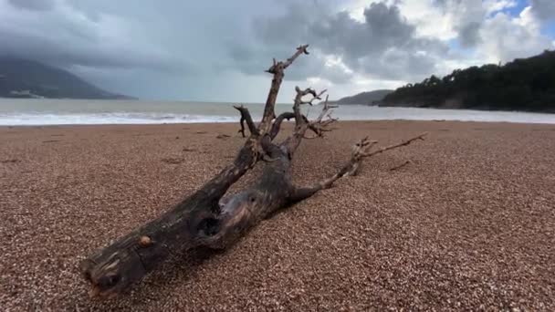 Groot drijfhout ligt op zand- en kiezelstrand na orkaan de dag ervoor. Afval dat tijdens de storm door zeegolven aan de kust wordt afgevoerd. Bewolkt en somber zeegezicht. — Stockvideo