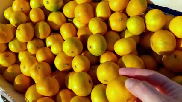 Person wählt Mandarinen auf dem Markt zu kaufen, nimmt jede aus der Schachtel und untersucht sie, aber sie sind noch nicht reif und grünlich, aus nächster Nähe. Von der Sonne erleuchtete Früchte. — Stockvideo