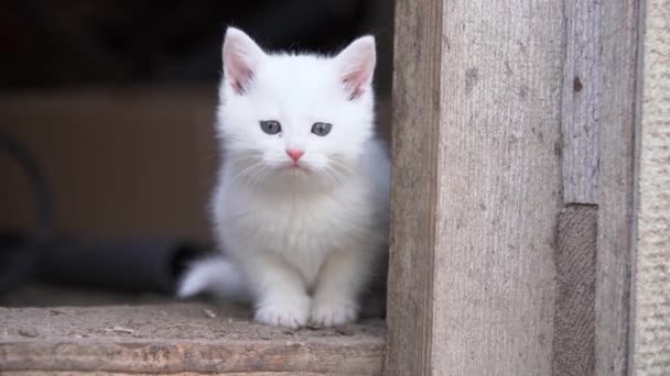 Funny white fluffy kitten is sitting on the doorstep of house and watching around curiously. It is interesting for pet to go outside for a walk, but it is still scary to do it for the first time. — Stock Video