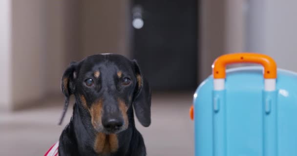 Portrait de drôle de chien teckel en t-shirt rayé, qui s'est préparé pour le voyage ou vient de s'enregistrer dans une chambre d'hôtel et est toujours debout à côté d'une valise, vue de face. — Video