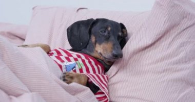 Sahibi uykulu dachshund köpek yavrusu tişörtle yatakta yatıyor.