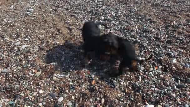검은 다크 룬드 개 가 해변의 모래 속에서 뒹굴고 있다 — 비디오