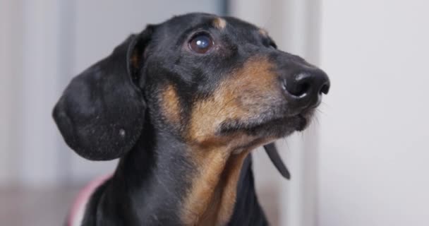 Dachshund preto vestido com cascas de t-shirt listradas no quarto — Vídeo de Stock