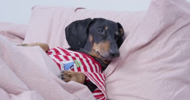 Właściciel zwierzęta senny jamnik szczeniak w t-shirt leżący na łóżku — Wideo stockowe