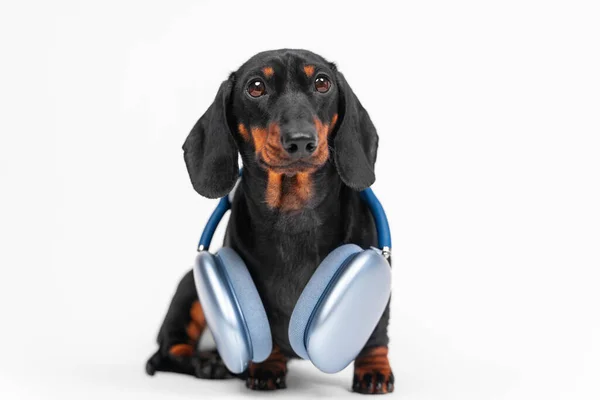Sød gravhund hvalp lydigt sidder med blå trådløs over-ear hovedtelefon rundt om halsen under studiet skydning, front view, hvid baggrund, kopiere plads til kreativ reklame for enheden. Stock-billede
