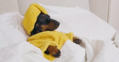 Başı havluyla sarılı siyah dachshund yatağında yatıyor.