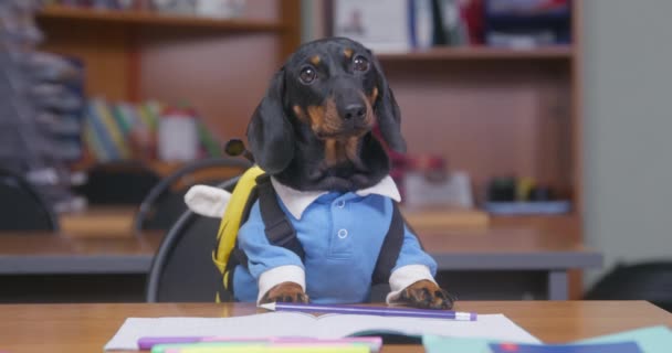 Bonito cachorro dachshund em uniforme e com mochila senta-se na mesa em sala de aula e impacientemente muda de pata para pata, porque está cansado e quer ir para casa ou para o banheiro — Vídeo de Stock