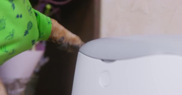 Mischievous dog in green t-shirt hits household appliance with its paw, close up. Animal behaves badly and makes a mess in house. Puppy taps on automatic pet feeder to get more food — Stock Video