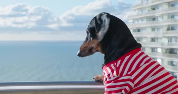 Černý jezevčík pes má výhled na Černé moře z balkónu — Stock video