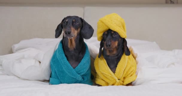 Puppy of dachshund in bathrobes and with towns on head — Stok Video