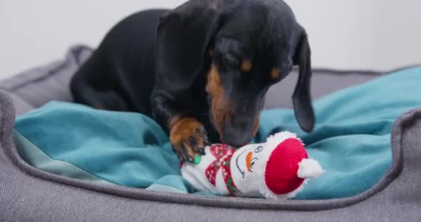 Κουτάβι από dachshund κάθεται στο κρεβάτι του σκύλου και παίζει με το παιχνίδι — Αρχείο Βίντεο