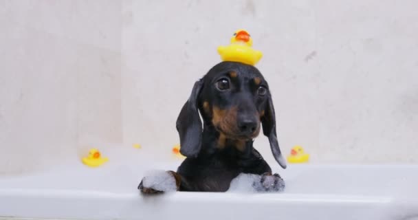 Собака таксы сидит в ванне с пузырьками и резиновыми утиными игрушками — стоковое видео