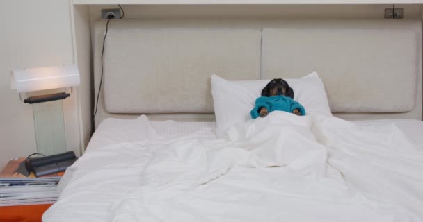 Siyah-kızıl-dachshund terry bornoz içinde yatağa uzanıyor ve kaçıyor. — Stok video