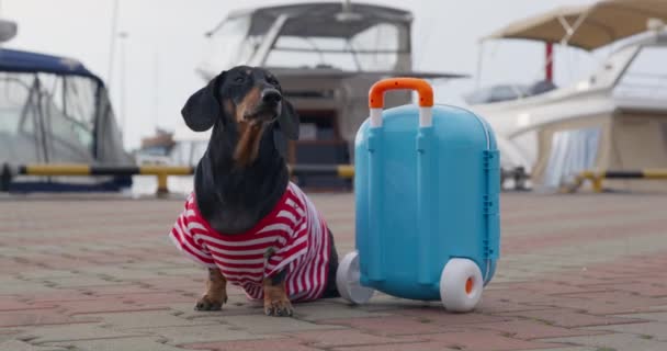 Filhote de cachorro de poses dachshund com mala contra iates — Vídeo de Stock