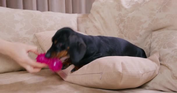 Proprietário dá brinquedo mastigando para dachshund sentado no sofá — Vídeo de Stock