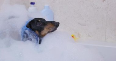 Dachshund köpeği sıcak su ve köpüklerle küvette oturur.